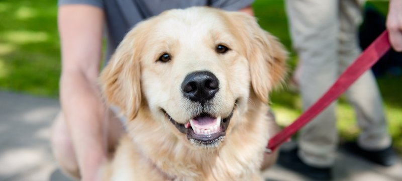 Up close of a golden retriever's head while sitting on a leash. A person is holding the leash while another is on bended knee behind the dog.
