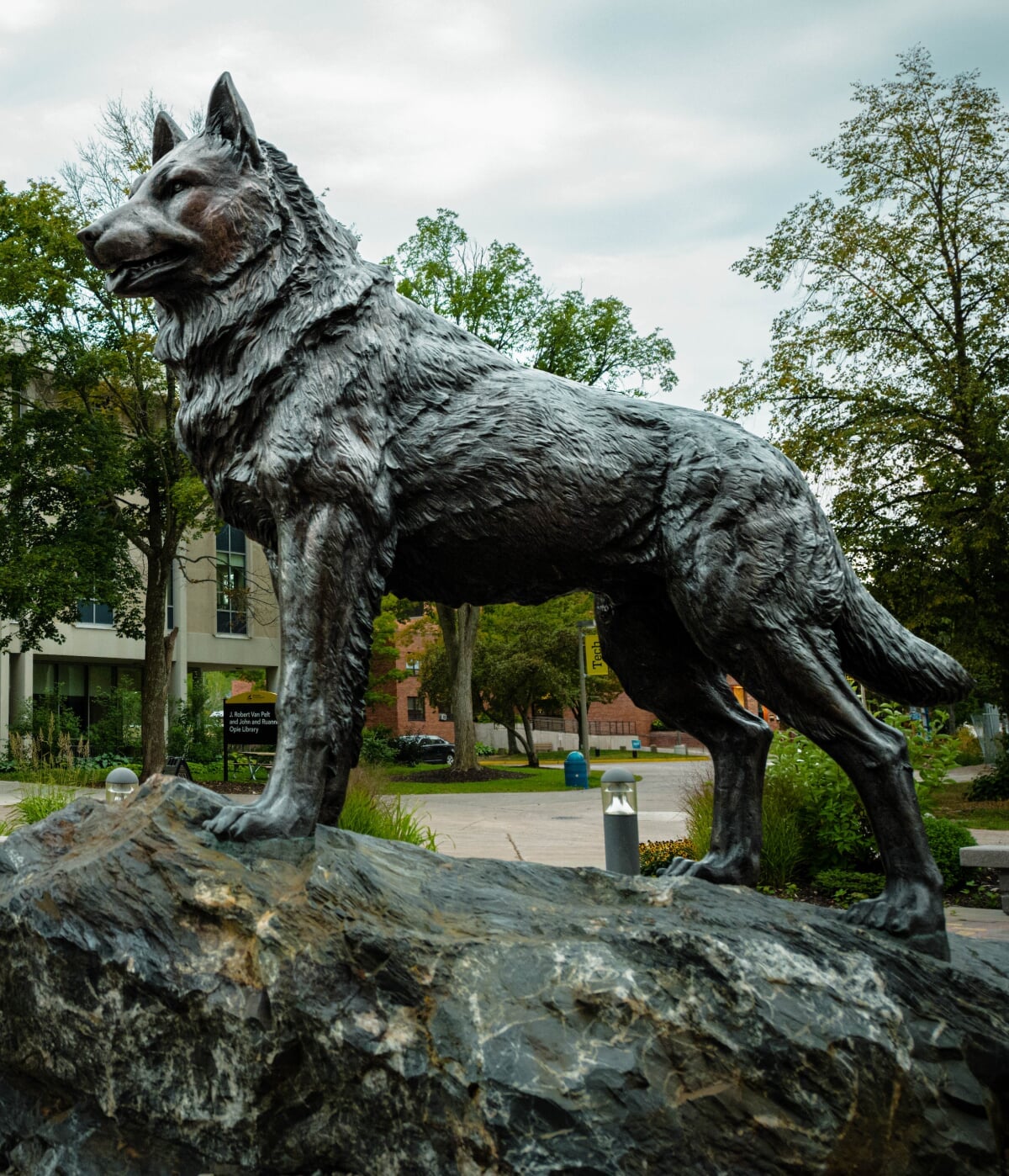 Side view of the husky statue in front of the Library.