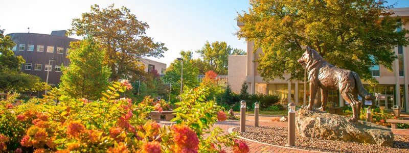 Husky statue during autumn on campus.