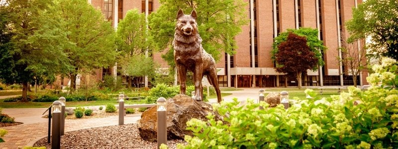 Husky statue on campus.