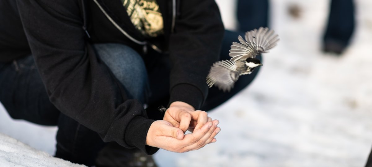 Researcher kneeling while bird flies from hand.