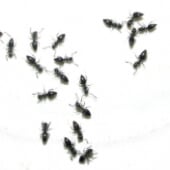 ants