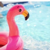 pool flamingo