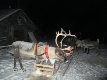 Redindeer outside a barn at night.