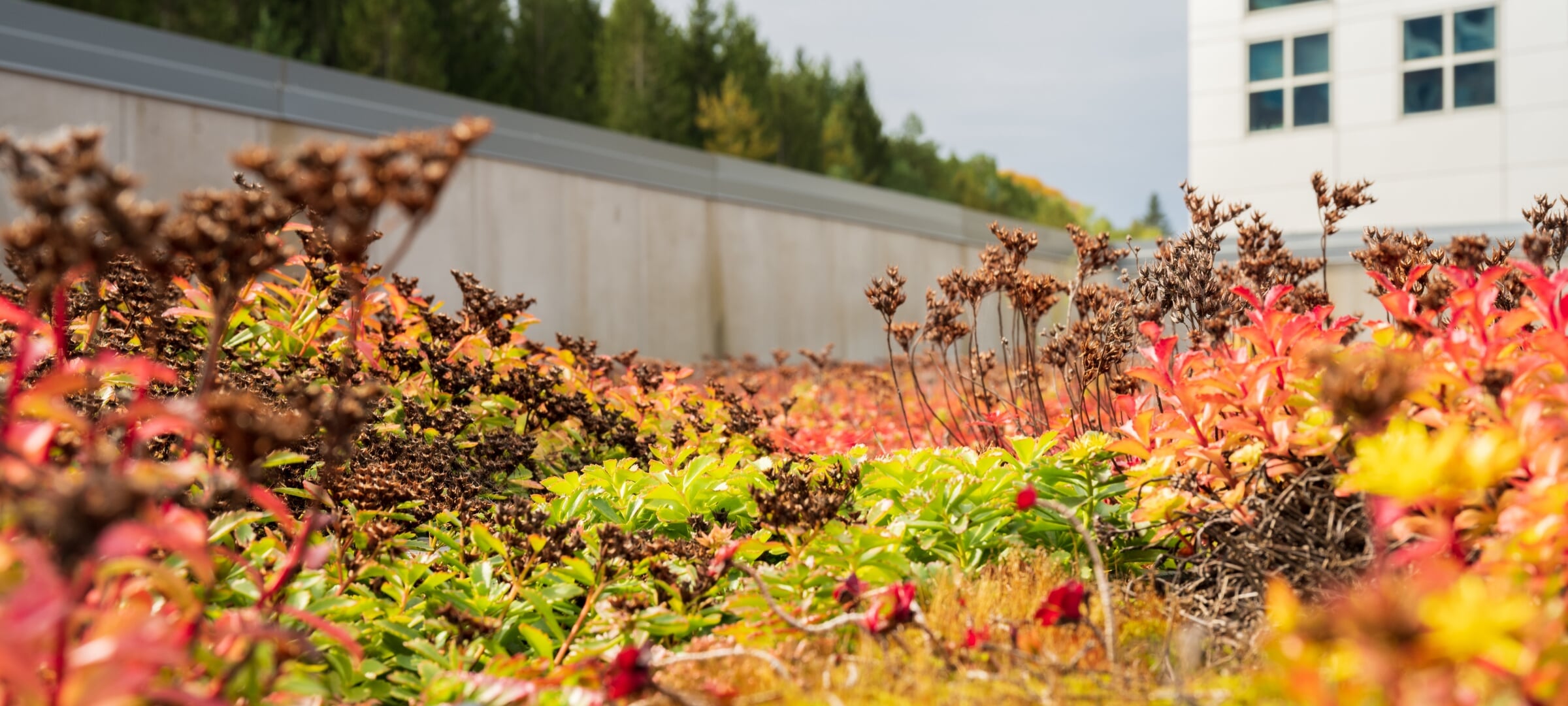 Red and green plants outside a building on a sunny day