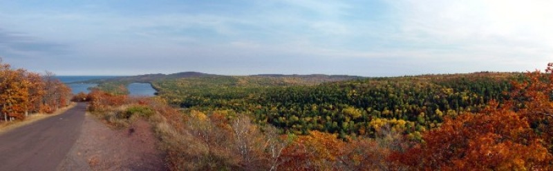 Forest viewed during the fall.