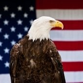 Bald eagle in front of the American flag