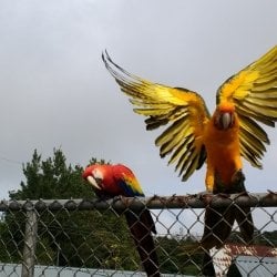 Two parrots sit on a metal fence.