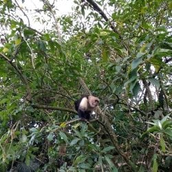 Monkey sits in a tree in the Costa Rican jungle.