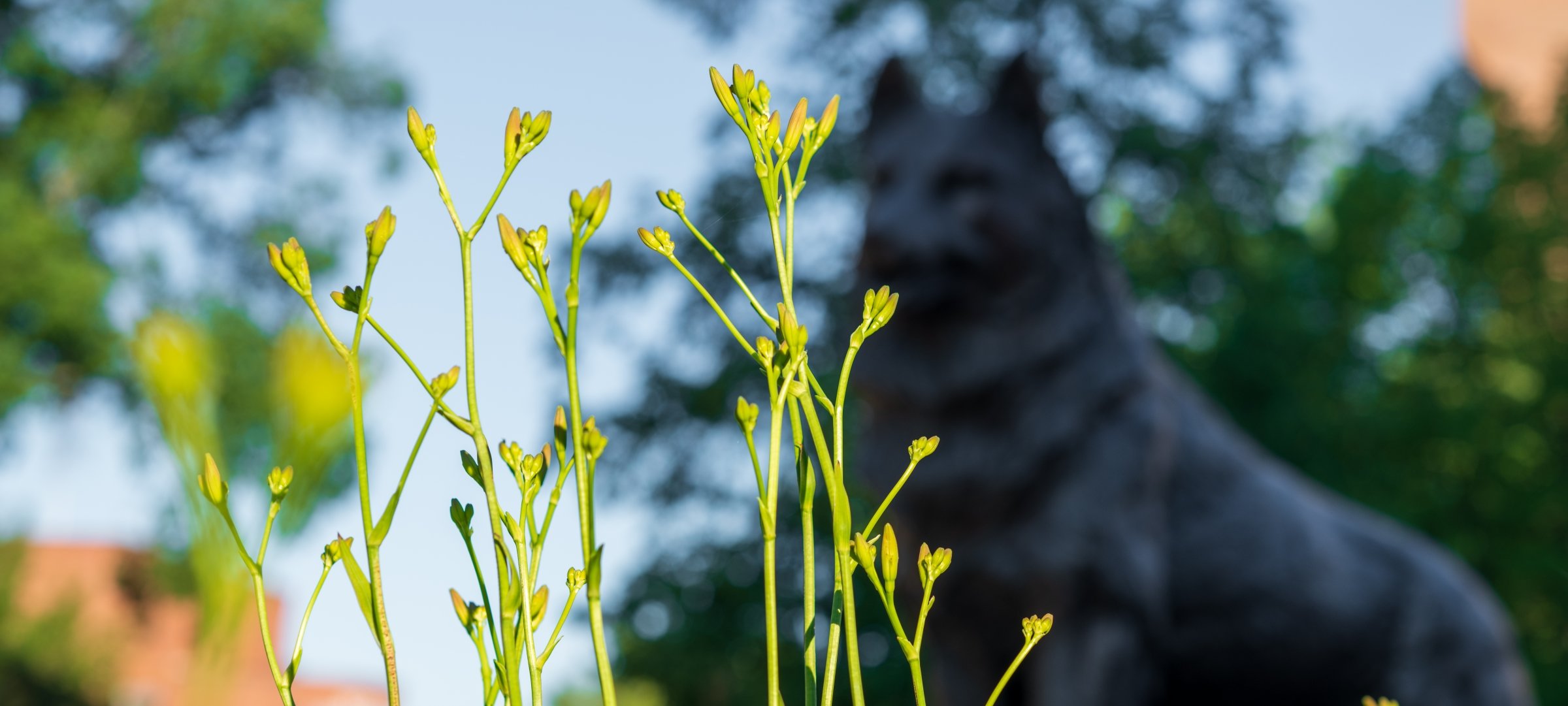 outdoor image near the husky statue