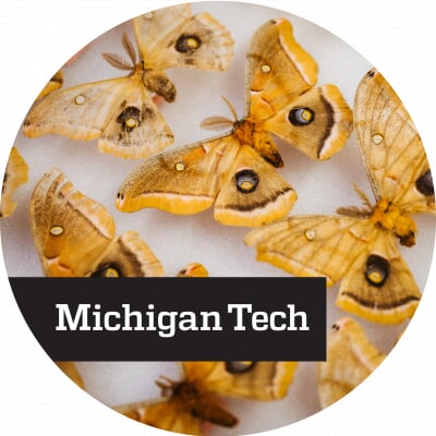 Five moths pinned in two rows at a slight angle with white text reading Michigan Tech overlaid on a black