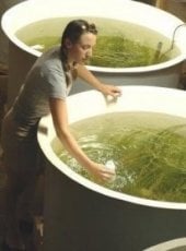A limnologist samples water in a tub of aquatic plants