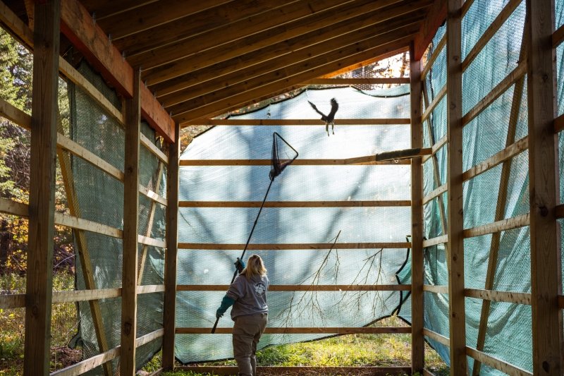 A red-shouldered hawk in a flight cage as a rehabilitator nets her for return to her enclosure