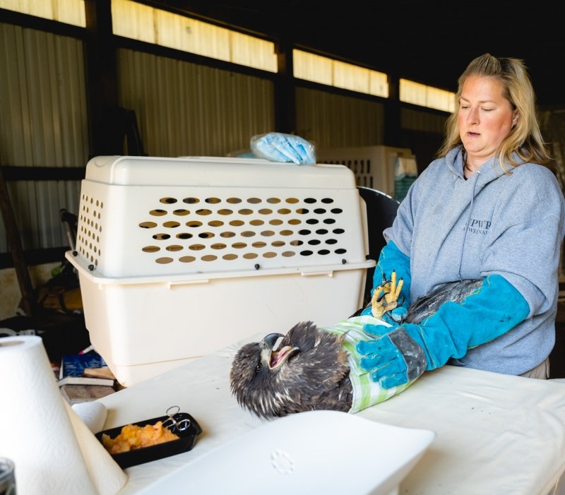 A raptor rehabilitator gets an annoyed young eagle ready for weighing at the Upper Peninsula of Michigan's only eagle sanctuary.