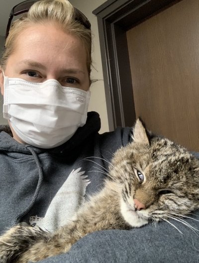 A wildlife rehabilitator holds a bobcat brought in to Upper Peninsula Wildlife Rehabilitation