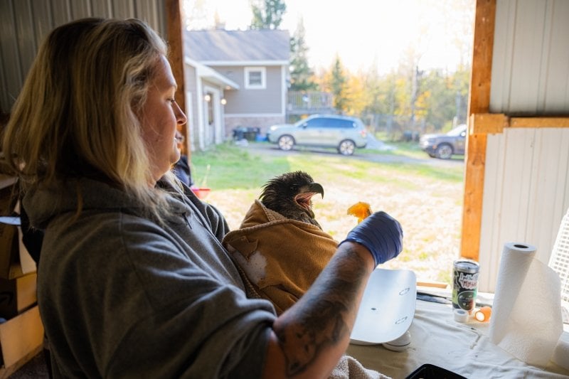 A raptor rehabilitator in Michigan's Upper Peninsula feeds an eagle raw fish.