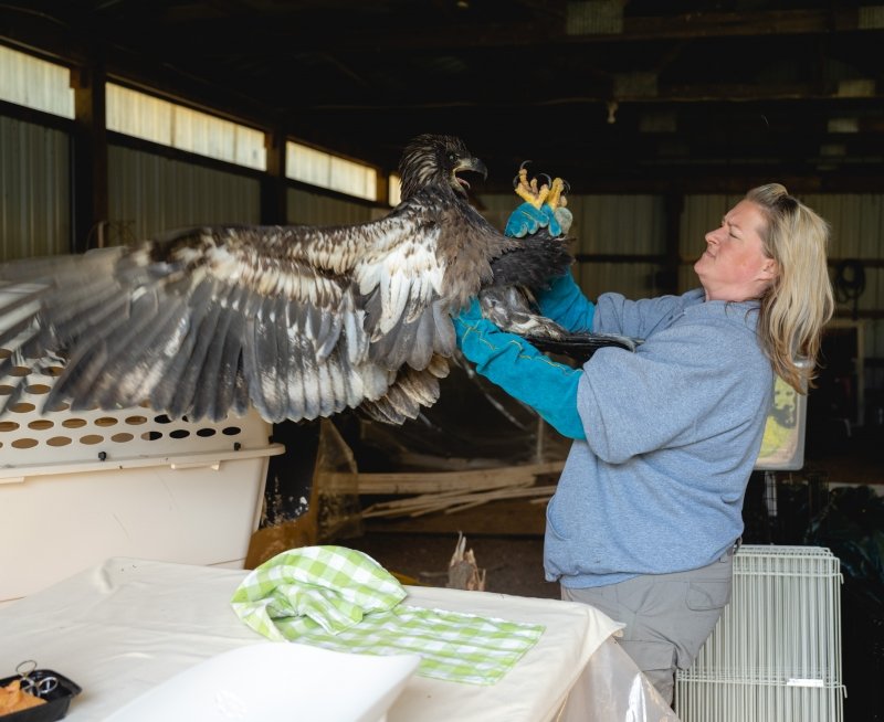 A young eagle fiercely flaps his wings are a rehabilitator in Michigan's Upper Peninsula waits for him to calm down.