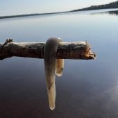 A giant dead leech from a lake in Isle Royale where students decided not to go swimming.