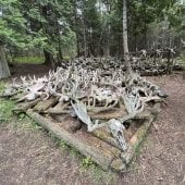 The largest moose bone collection in the world is on Isle Royale, where Michigan Tech students have opportunities to research every year.