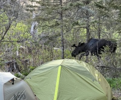 A moose outside student interns' tents as they help Michigan Tech conduct research on Lake Superior's Isle Royale.