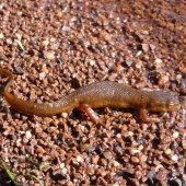 A red-spotted newt on Isle Royale creates excitement for students studying the amphibian.