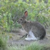 Students recorded sightings of snowshoe hares as part of a summer fieldwork program for Michigan Tech's Wolf-Moose Program.