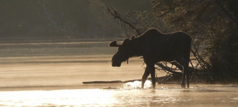 Students photograph a moose at sunrise on the lakeshore as they do Michigan Tech research on Isle Royale.