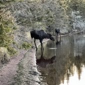 Students doing research at Michigan Tech photograph a moose on the lakeshore at Isle Royale National Park.