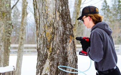 Student using a power drill to tap a hole in a maple tree.