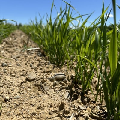 Young crops growing in dry, sandy and rocky soil.