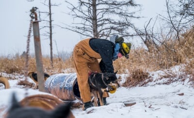 Ben Amat bends over a sled dog at an outdoor kennel, adjusting the dog's harness on a snowy winter day.