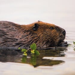 A close-up photo of a beaver swimming along the surface of the water, holding a small branch with green leaves in its paws.