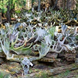 A collection of several dozen moose skulls, many complete with antlers, laid out in rows along the forest floor, marked with identification tags.