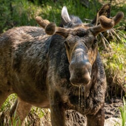 A large moose stands in a marsh with water dripping from its snout.