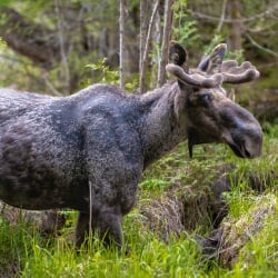 Side view of a moose standing in a marsh.