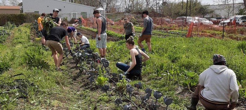 Students gardening.