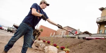 Volunteer preparing hillside for flowers