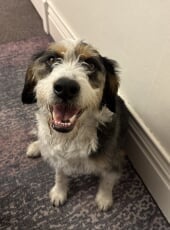 Buddy