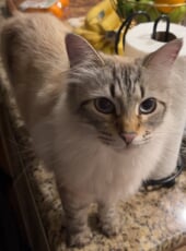Cat standing on a countertop.