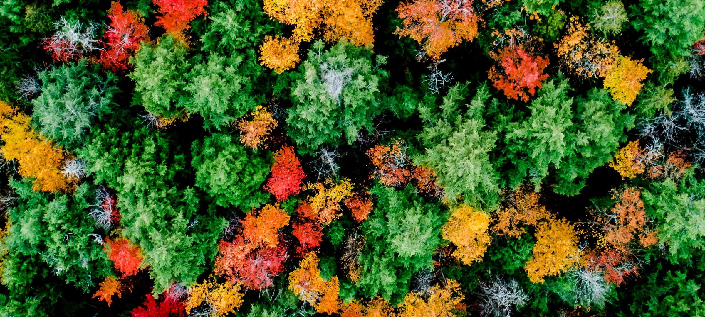 Aerial view of fall foliage