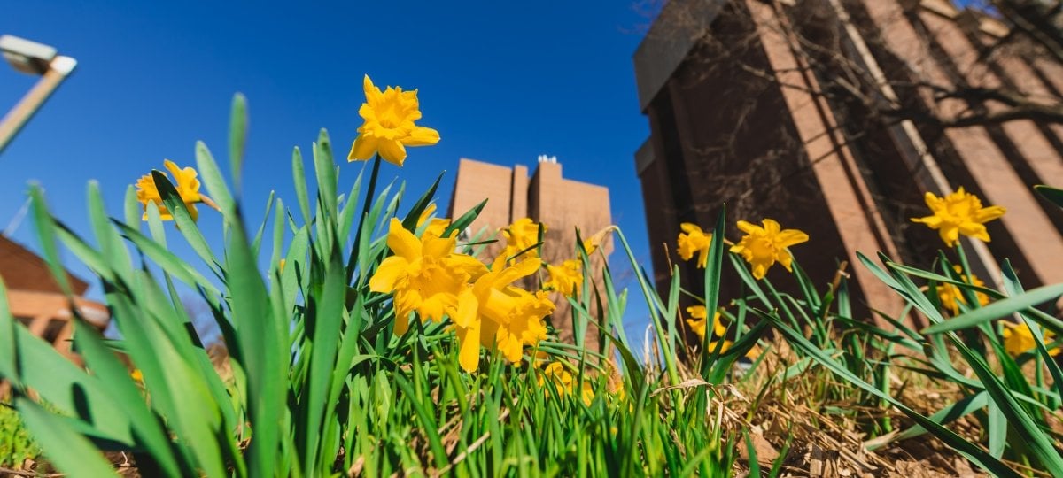 tulips on campus