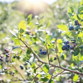 blueberries-1576403_1920