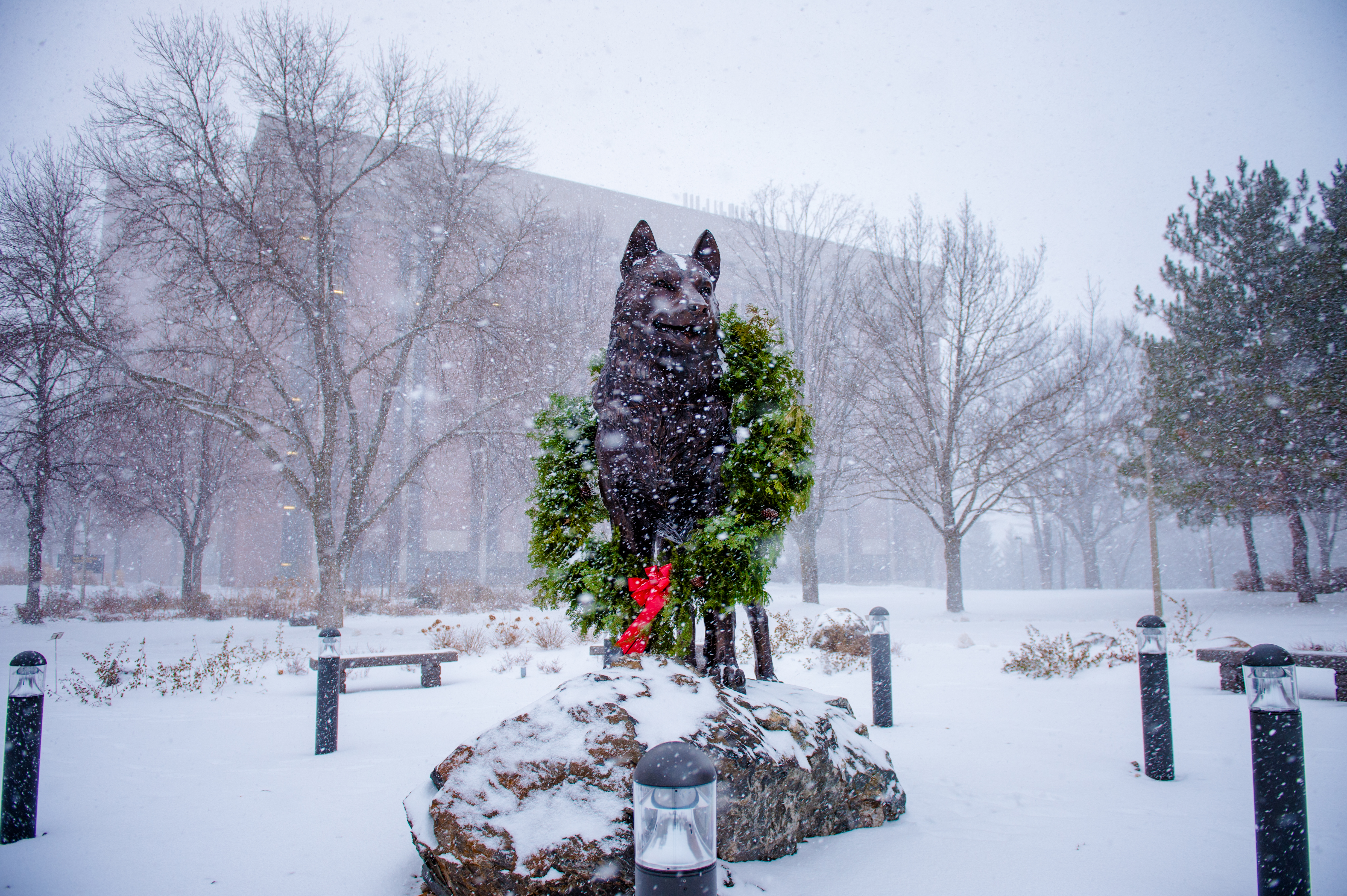 Holiday-Husky-Statue-201512170001.jpg
