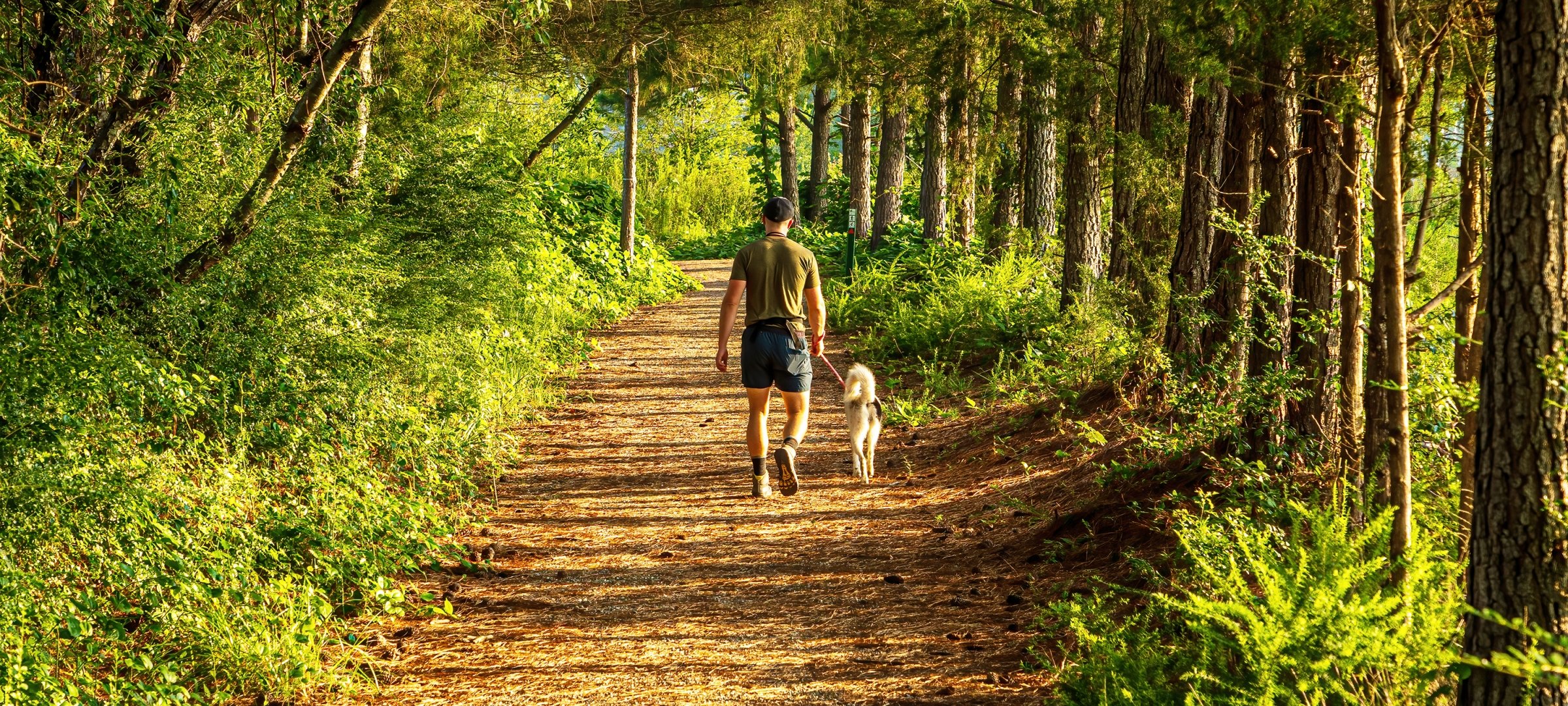 Man walking dog in the woods