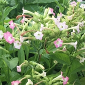 flowering asemma plants (tobacco)