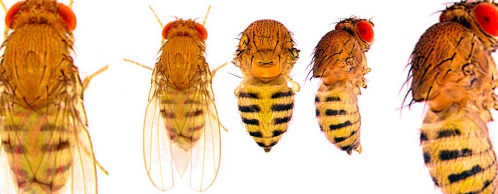 The genes that govern abdominal colors and patterns in fruit flies may provide insight into human cancer genes.