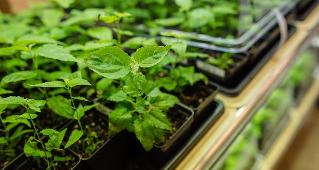 The School of Forestry grows plants in their greenhouse for gene studies.