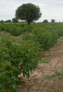 Jatrohpa for Bioenergy Jatrohpa for Bioenergy