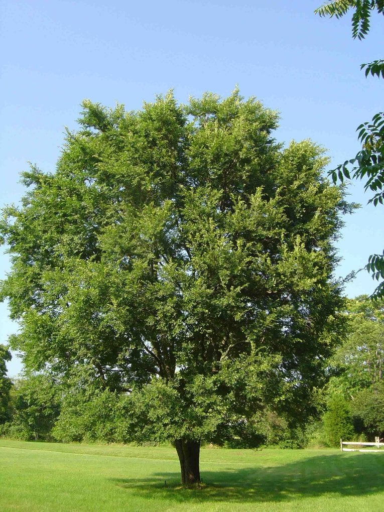 The round crown of Chinese elms like this one in New Hampton, New York is distinct, as is their late-lasting and dark green foliage. 