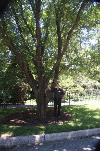 Ramesh Thakur runs the Chinese elm project out of the School of Forest Resources and Environmental Sciences at Michigan Tech. 